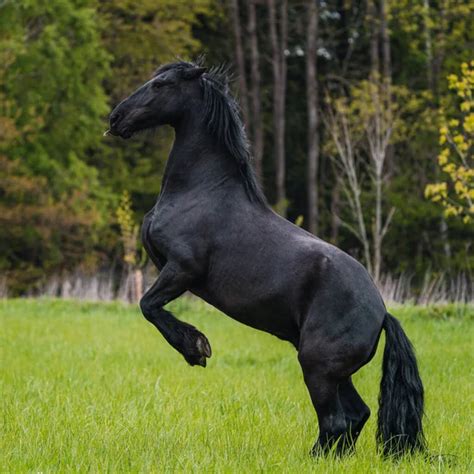 Black friesian Stock Photos, Royalty Free Black friesian Images | Depositphotos