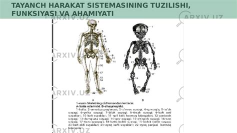 Tayanch Harakatlanish Sistemasining Tuzilishi Funksiyasi Va Ahamiyati