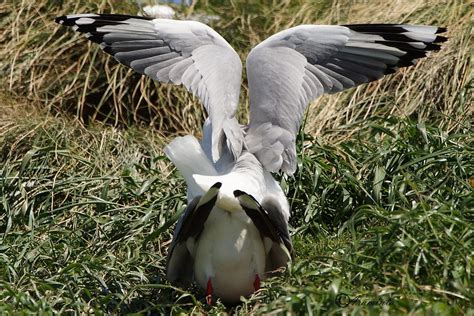 Birds Mating