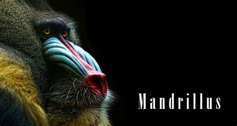 Mandrill – the largest Old World monkey | DinoAnimals.com