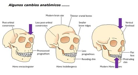 Homo Heidelbergensis Origen Caracter Sticas Y Evoluci N