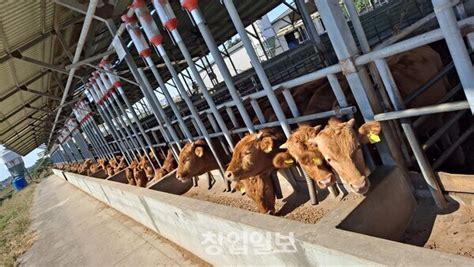 농협 ‘소 사육방식 개선 시범사업사육 월령별 한우 본격 출하