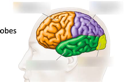 Psyc Ch Diagram Quizlet