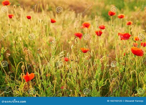 Ukrainian Poppy Field Ecological Areas Of Ukraine Ukraine S