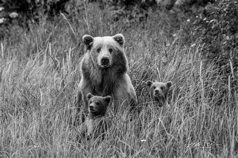 Black and White Bear Photos - Pictures, Wall Art, and Prints. | Jess ...