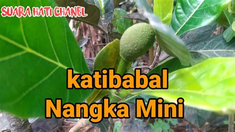 Pohon Nangka Mini Berbuah Di Polybag Suarahatichanel Youtube