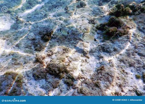 Raios Solares Rochas Submarinas E Seixos Nos Peixes Nadadores Do Fundo