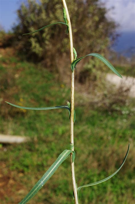 Wild lettuce as food and pain relief: how to identify it in your garden