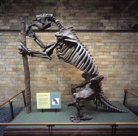 Giant ground sloth skeleton - Stock Image C012/2415 - Science Photo Library