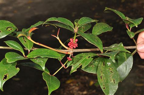 Garcinia Rubra Clusiaceae Image 117444 At PhytoImages Siu Edu