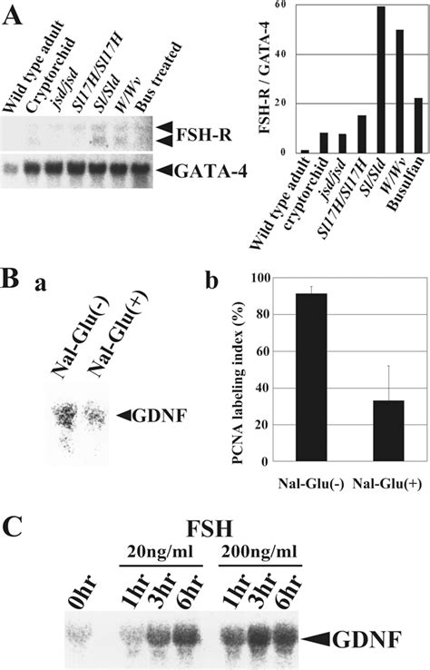 Figure From Homeostatic Regulation Of Germinal Stem Cell