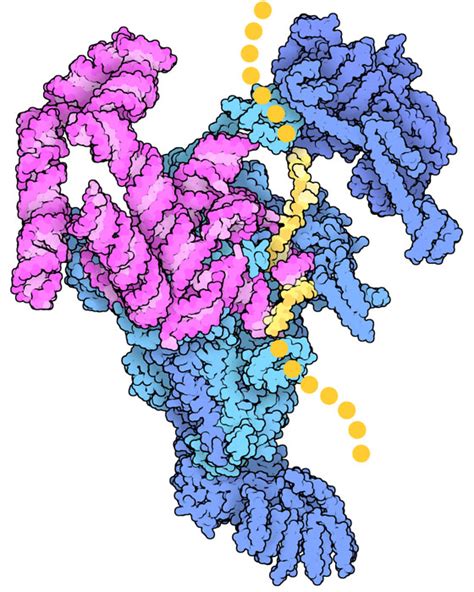 PDB-101: Molecule of the Month: Spliceosomes