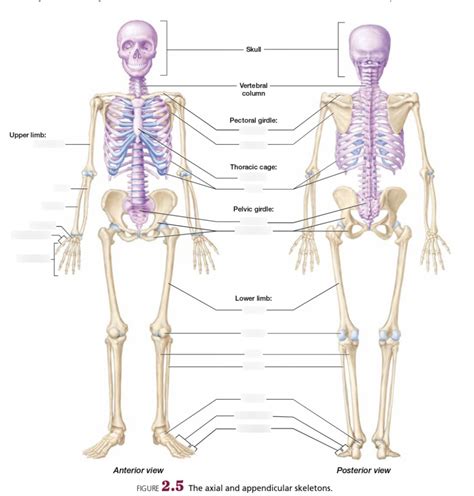 Bio Chapter Axial And Appendicular Skeleton Diagram Quizlet