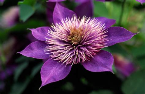 Clematis Double Multi Blue Pre Order For Spring 2025 From Leo Berbee