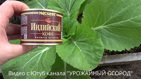 КОФЕ - СУПЕР СРЕДСТВО ОТ СЛИЗНЕЙ И УЛИТОК! - YouTube