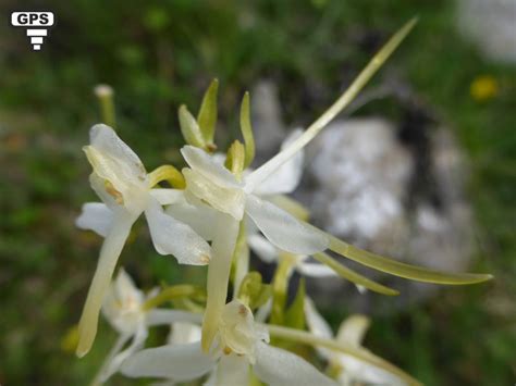 Platanth Re Deux Feuilles Platanthera Bifolia Famille Orchidaceae