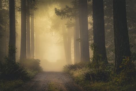 Sunlight Trees Landscape Forest Fall Nature Morning Mist Dirt