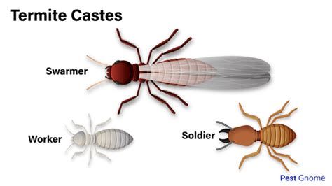 Soldier Termites: What They Look Like and What They Do