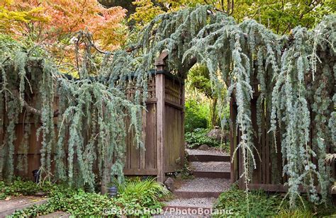 Weeping cedar landscaping – Artofit