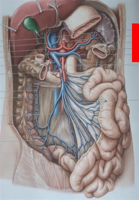 Structuren Anatomie 21 Diagram Quizlet