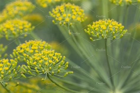 Dill flowers featuring dill, vegetable, and flowers | High-Quality ...