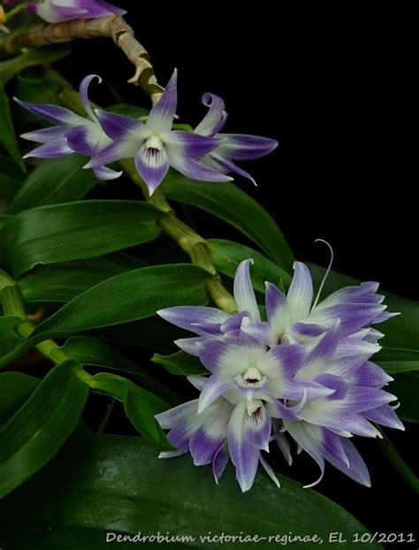 Dendrobium Victoriae Reginae