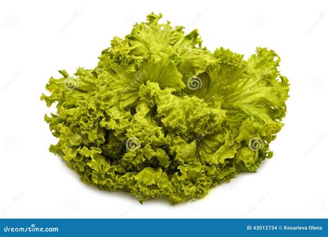 Lettuce Stock Photo Image Of Organic Fresh Leaf Appetizer 43012734