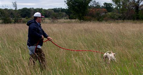 Dog Training | World Class Bird Dogs