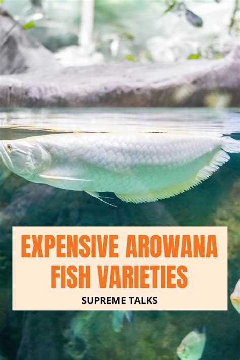 Most Expensive Aquarium Fish In The World Best Aquarium Fish