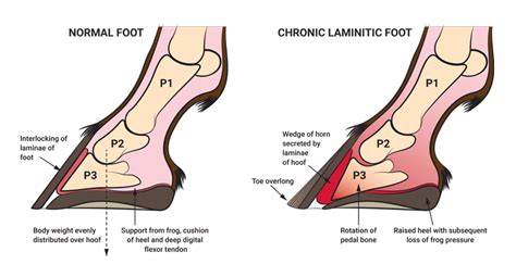 Understanding Laminitis: Causes, Stages, and Care — Jenquine