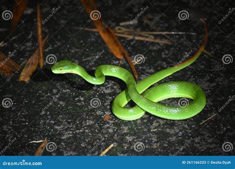 White Lipped Pit Viper Stock Image Image Of Animal 261166333