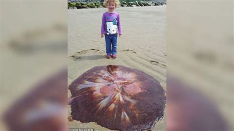 Spektakuläres Foto Mädchen posiert neben gestrandetem Meeresgiganten