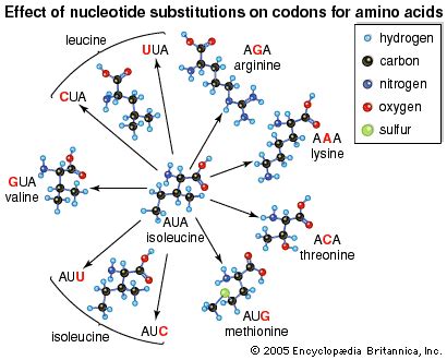 Codon | Definition, Function, & Examples | Britannica