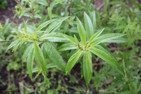 How To Grow The Lemon Verbena Plant In Your Garden 9 Steps Verbena