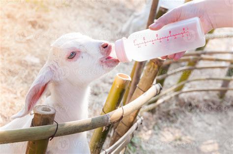 feeding baby goat with milk bottle at farm,Feed the hungry goat with milk 19561331 Stock Photo ...