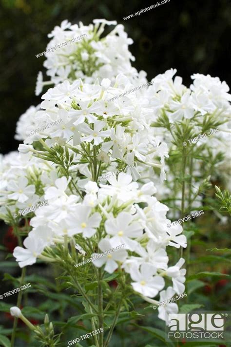 Phlox Paniculata Mount Fuji Stock Photo Picture And Rights Managed