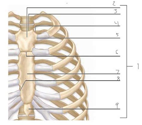 A3 Vertebrae Sternum Ribs Flashcards Quizlet