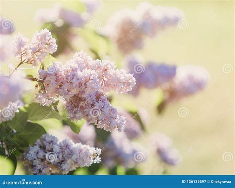 Blooming Pink Lilac Bush at Spring Time with Sunlight. Blossoming Pink ...