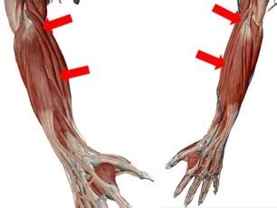 Forearm Extensor Flashcards Quizlet