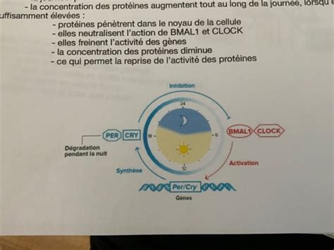 Les Rythmes Biologiques Cartes Quizlet