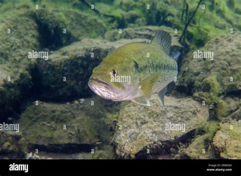 Un Poisson D Eau Douce De L Achigan Grande Bouche Micropterus