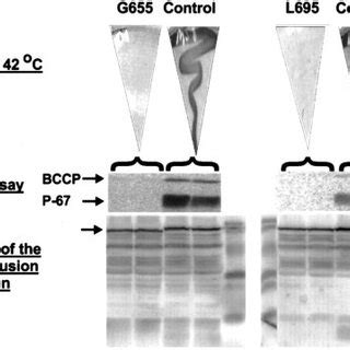 Effects Of N Terminal Deletions On Hcs Activity The Various