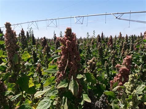 Quinoa del Páramo abre el camino a la agricultura sostenible y rentable