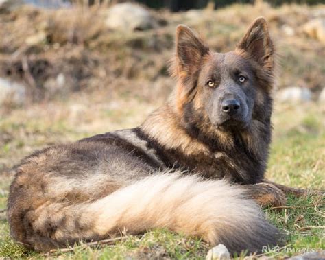 Chien Berger Allemand Poil Long Joyce De La L Gende Du Loup Noir