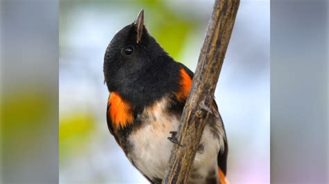 Comment Le Changement Climatique Impacte La Migration Des Oiseaux Les