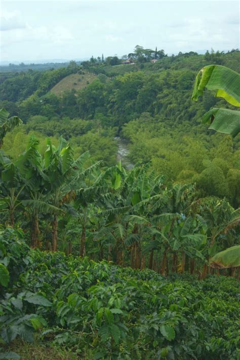 Zona Cafetera Une Journée Dans Une Plantation De Café En Colombie