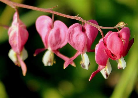 Tränendes Herz Dicentra spectabilis Garten Wissen