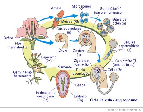 Angiospermas Educabras