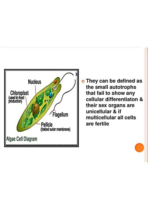 SOLUTION Algae General Characters MSc Botany Studypool