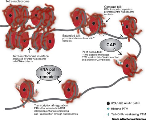 Histone Tail Conformations A Fuzzy Affair With Dna Trends In